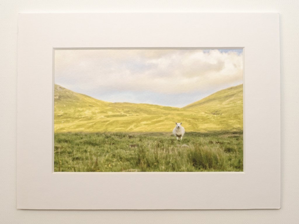 Sheep in mountain shadow
