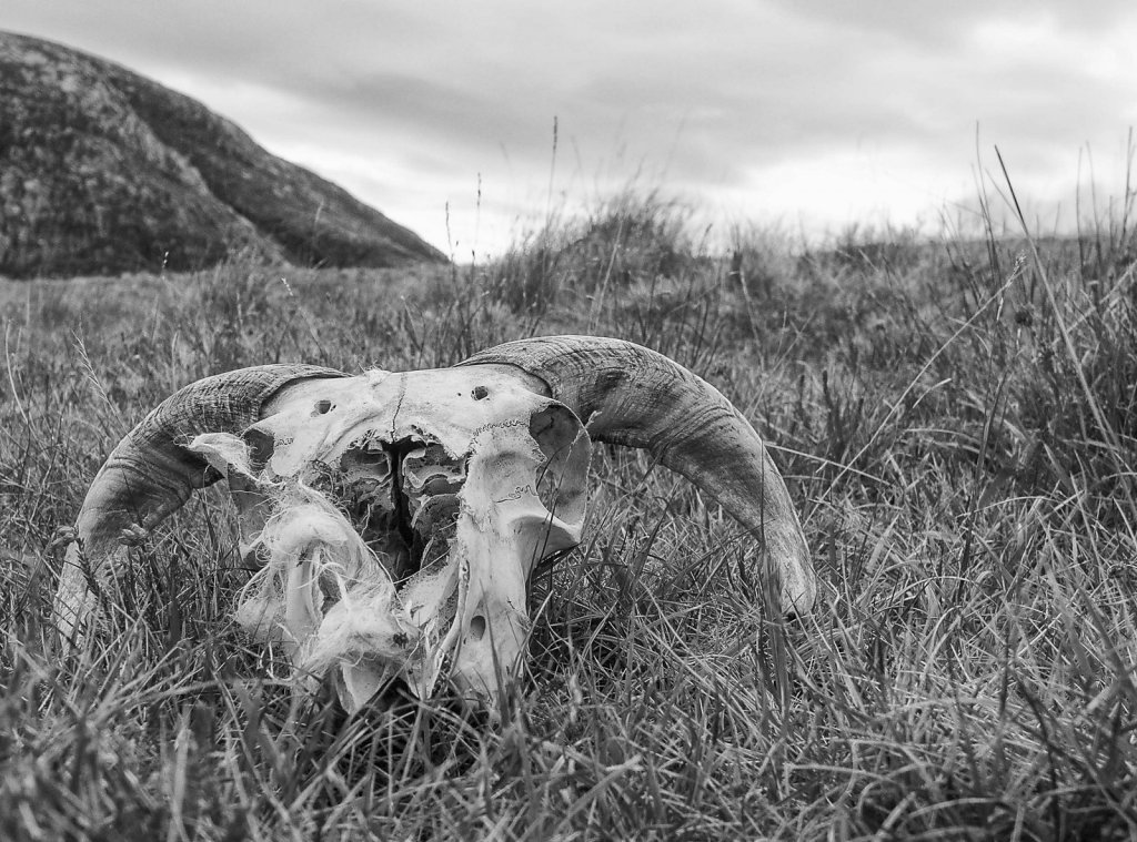 skull-at-crabhadail.jpg