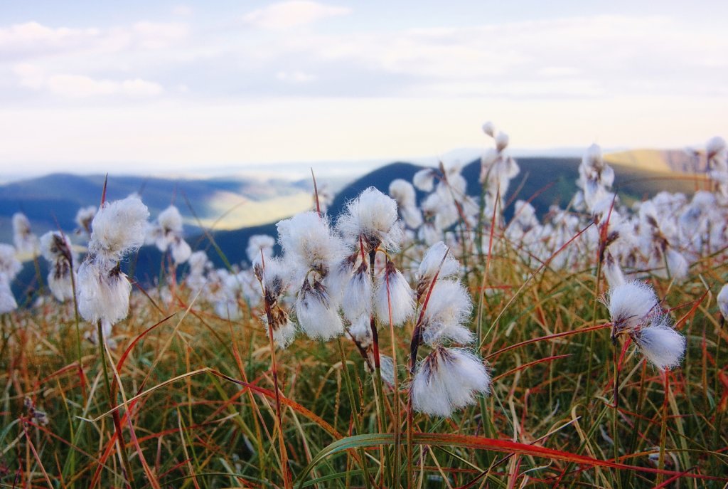 Hares Tail cotton grass