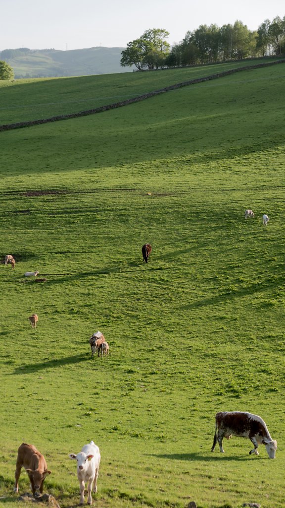 Field near Moffat