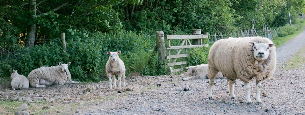 Some grumpy looking sheep.