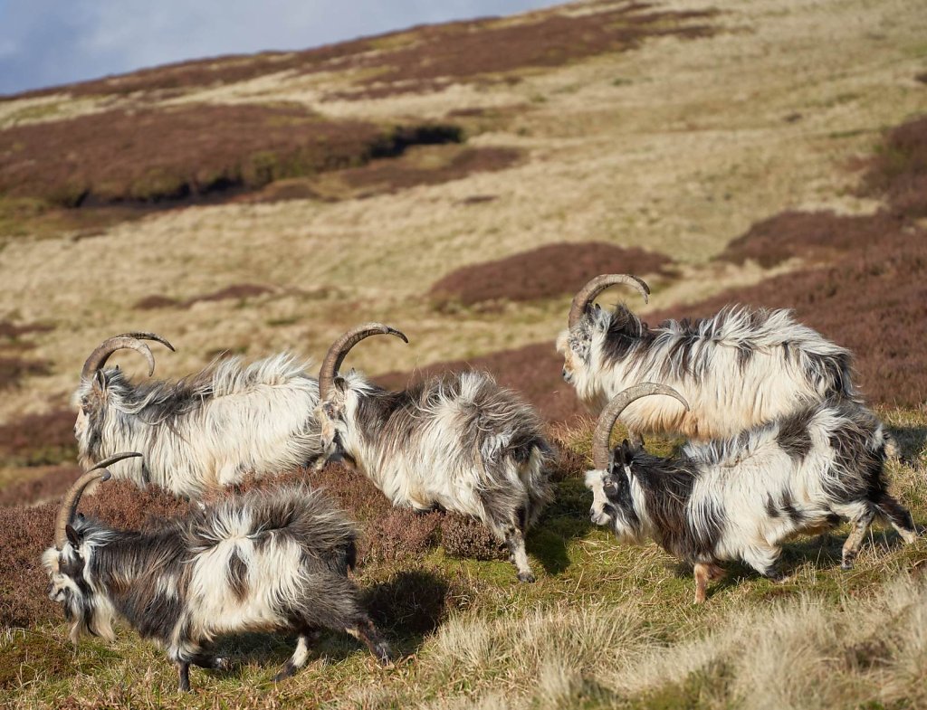 07-billy-goats.jpg