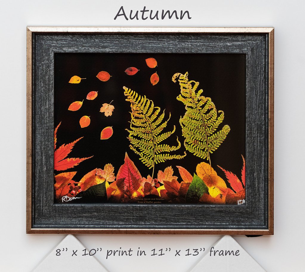 autumn-8-x-10-framed.jpg